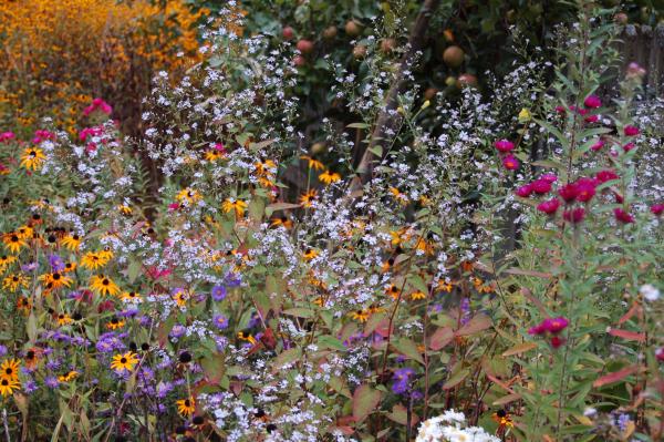 Aster cordifolius 'Ideal' | Schleier-Aster